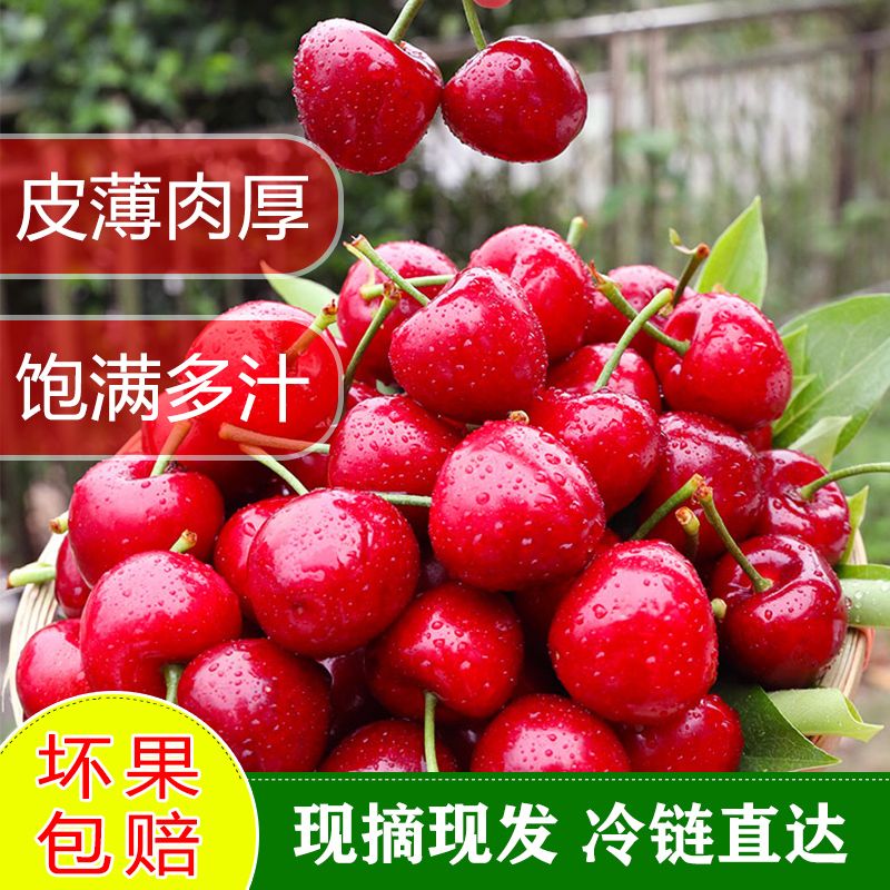 山东烟台大樱桃 孕妇儿童补铁首选当季大连车厘子现摘现发 5斤 58💰现摘现发，冷链直达，颗颗甄选！个大饱满圆润，皮薄肉厚核小甜脆鲜肉多汁，营养丰富，补铁首选复制这条信息，打开【tao宝】即可️❤️查看(cwNM1LUctss)